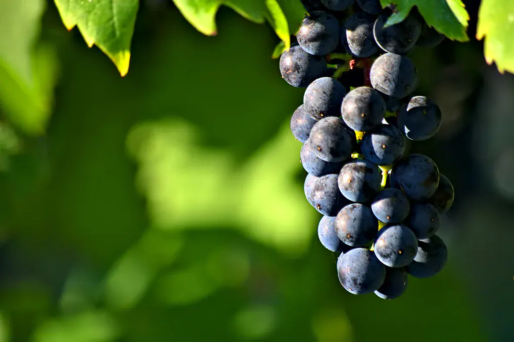 Cacho de uvas roxas pendurado na videira