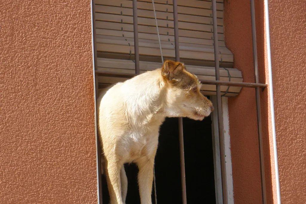 Cachorro de pelo claro olhando pela janela gradeada de casa, esperando