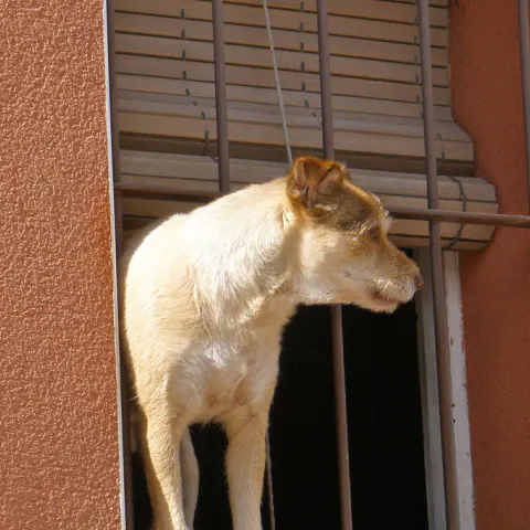 Cachorro de pelo claro olhando pela janela gradeada de casa, esperando