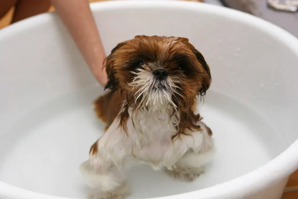 Shih tzu molhado dentro de uma bacia branca durante o banho, com a mão do tutor ao lado