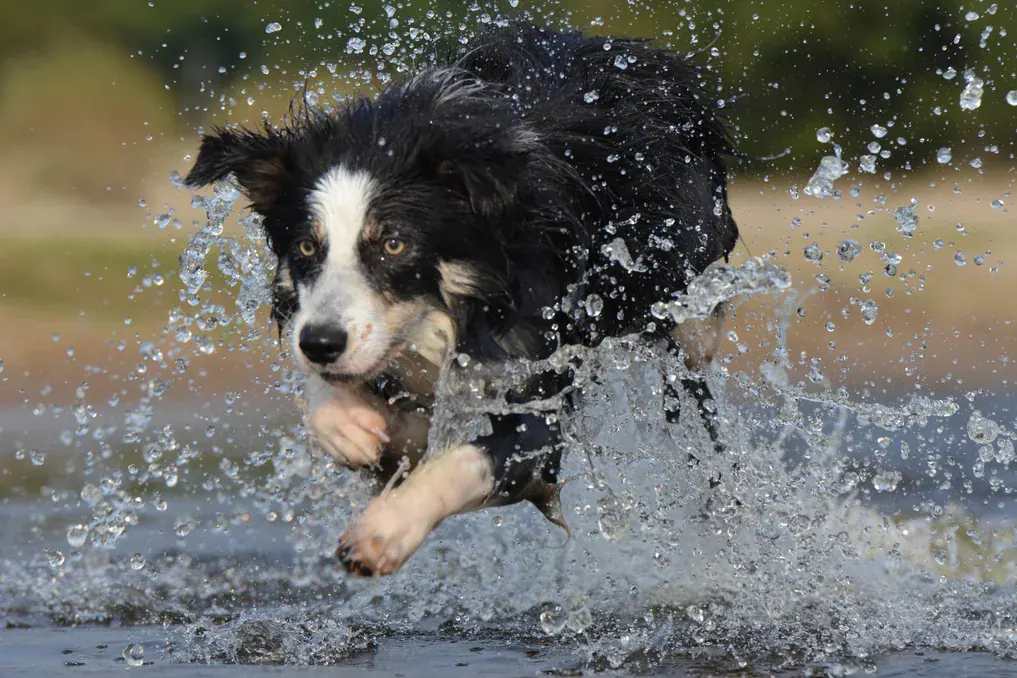 Border collie preto e branco correndo dentro da água rasa, levantando respingos ao redor