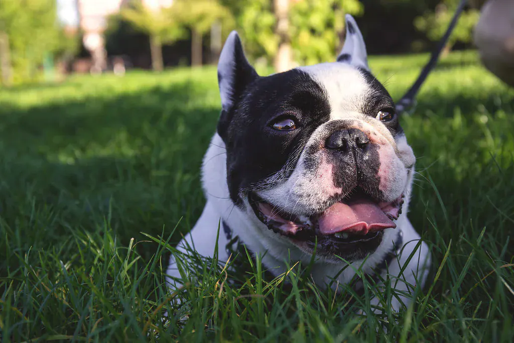Bulldog francês preto e branco deitado na grama, com a língua de fora