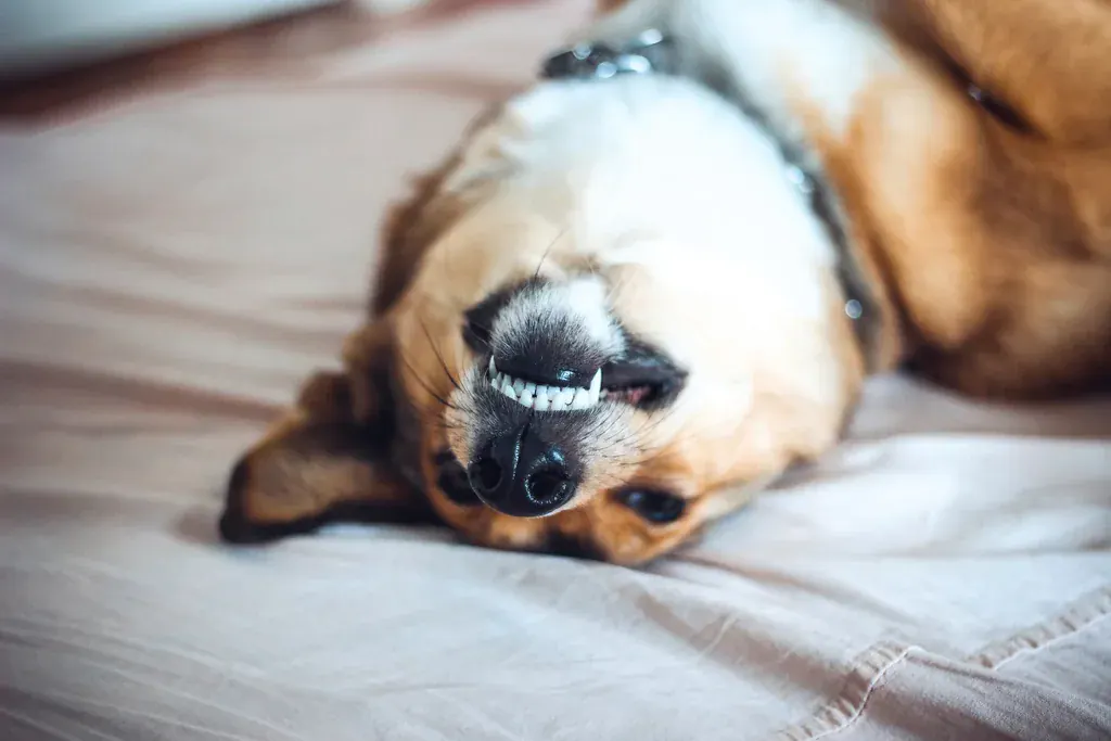 Cachorro de pelo caramelo e branco deitado de barriga para cima numa cama