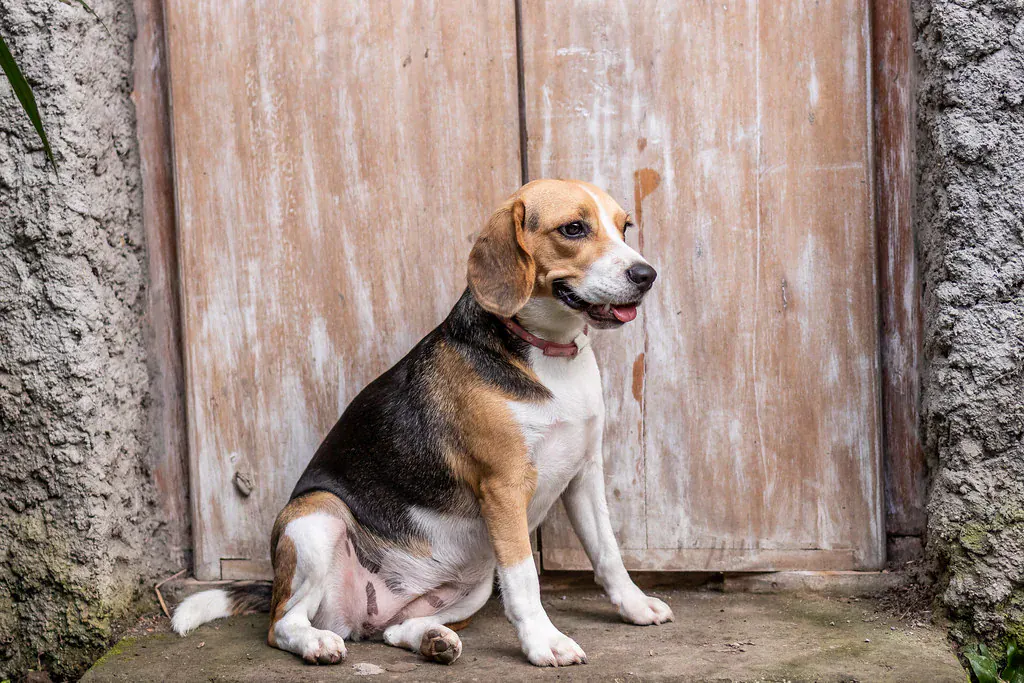 Beagle sentado em frente a uma porta de madeira, olhando para o lado