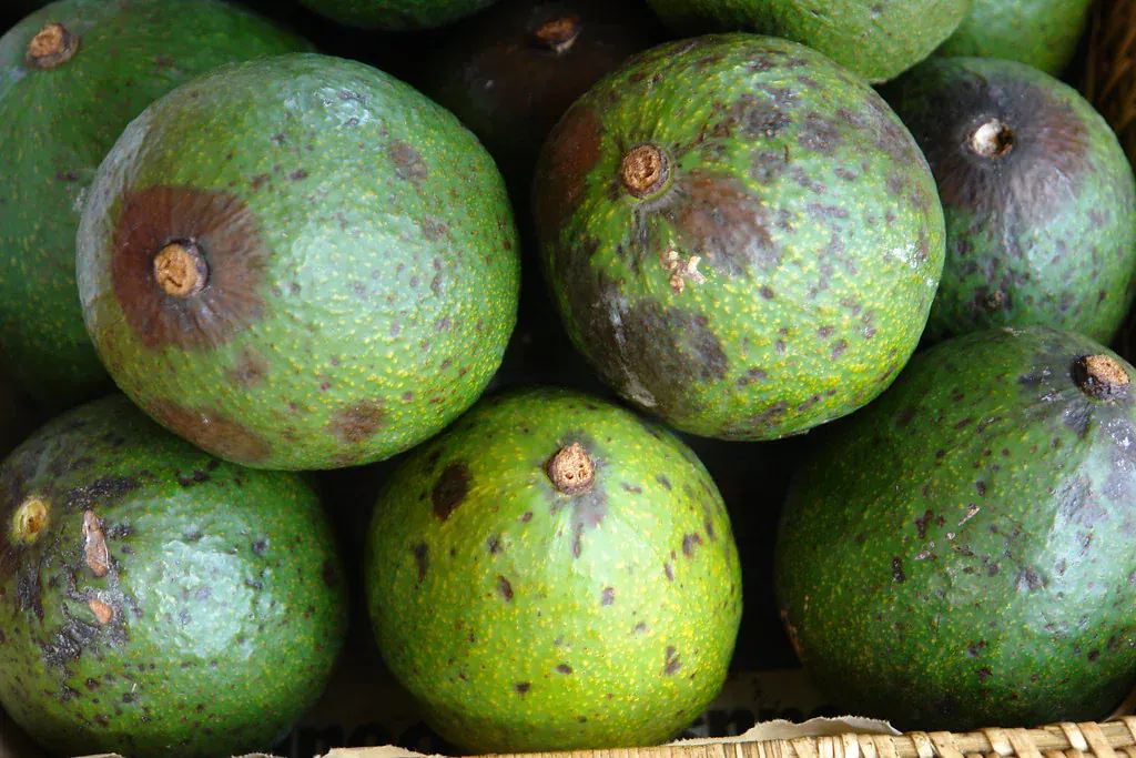 Abacates verdes empilhados