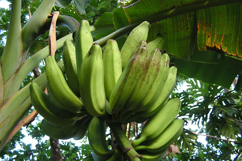 Cacho de bananas verdes ainda no pé