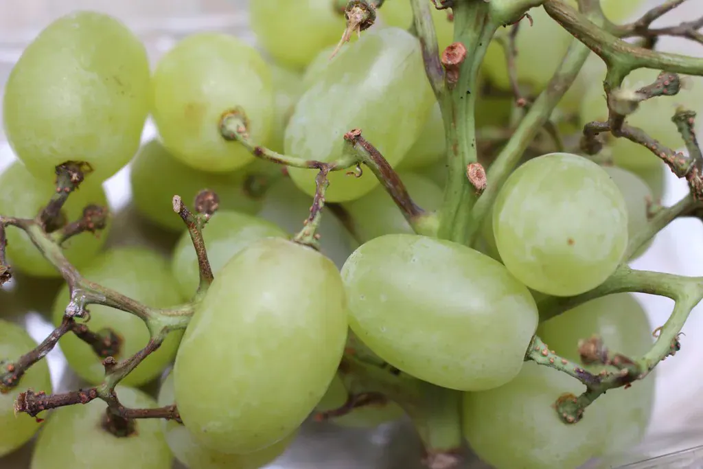 Cacho de uvas verdes em close, com os cabinhos à mostra