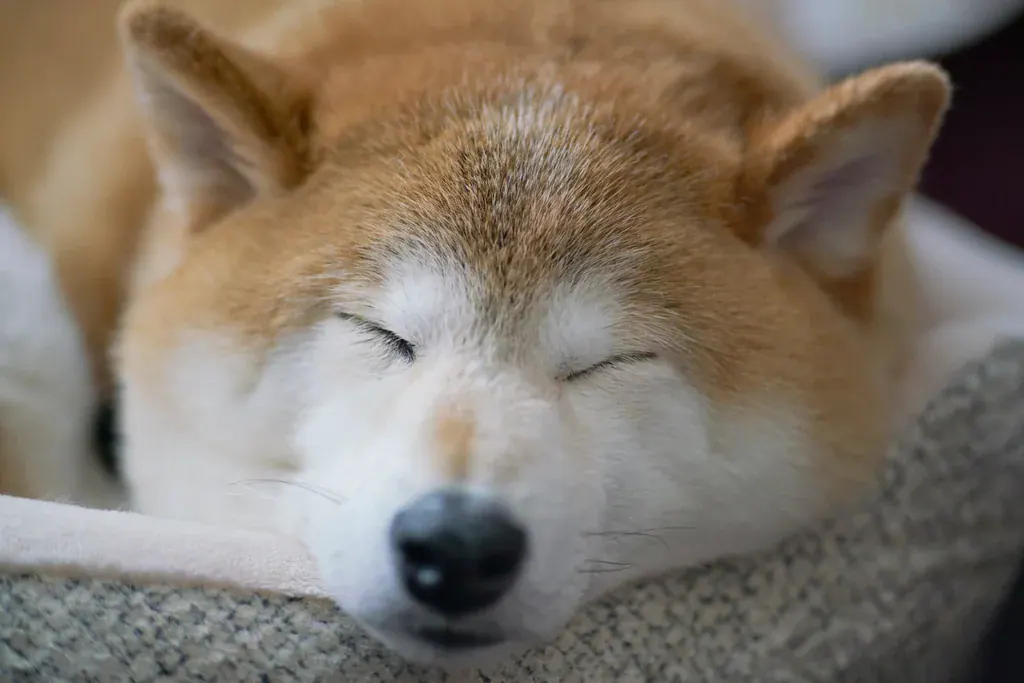 Cachorro shiba inu dormindo de olhos fechados, com o focinho apoiado numa almofada