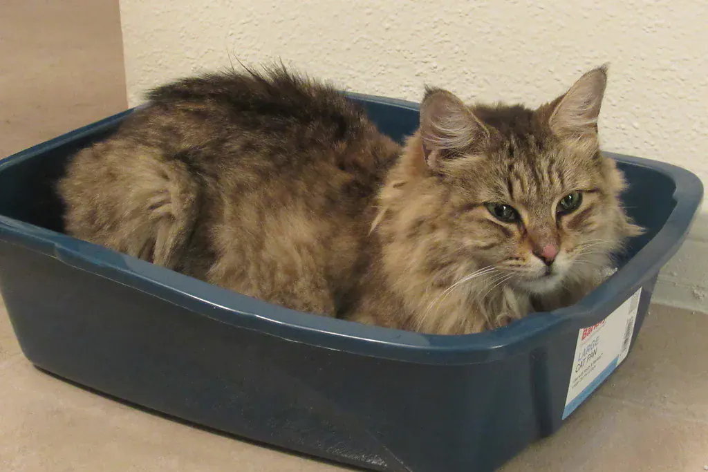Gato de pelo longo malhado deitado dentro de uma caixa de areia azul