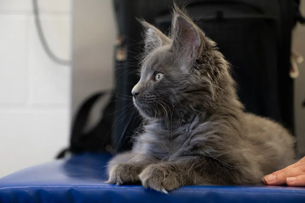 Filhote de gato cinza de pelo longo sentado sobre uma mesa de atendimento veterinário