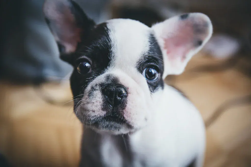 Filhote de buldogue francês branco com manchas pretas olhando para a câmera