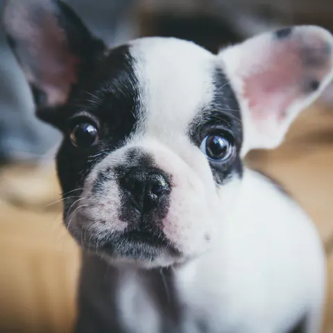 Filhote de buldogue francês branco com manchas pretas olhando para a câmera
