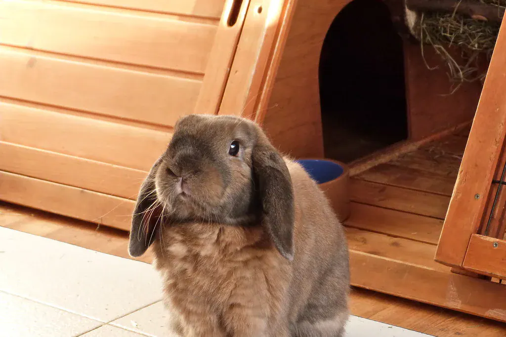 Coelho mini lop marrom sentado no piso de casa
