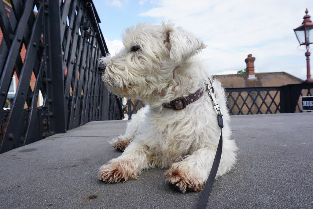 Cachorro branco de pelo longo deitado na guia, atento, sobre uma ponte