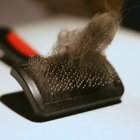 Escova rasqueadeira cheia de pelos de cachorro