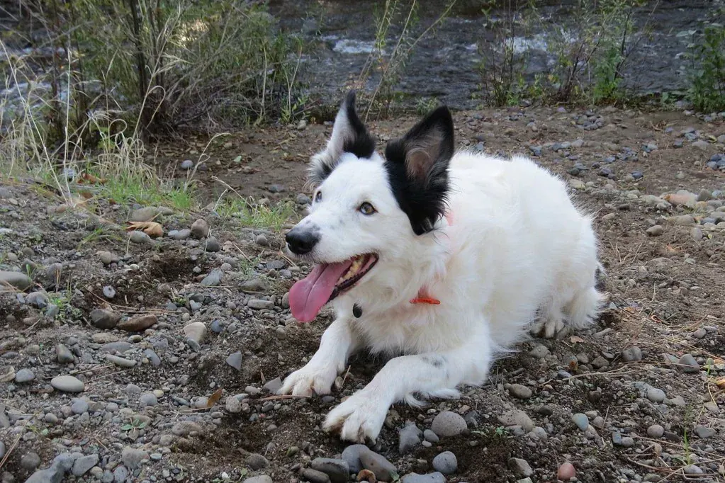 Cachorro branco e preto deitado num terreno de pedras, com a língua de fora