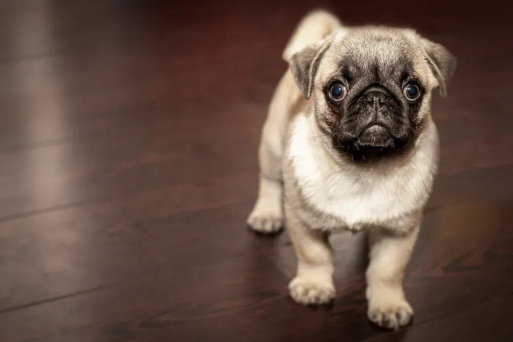 Filhote de pug em pé num piso de madeira, olhando para a câmera