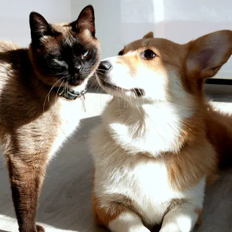 Gato siamês e cachorro corgi lado a lado, encostando o focinho