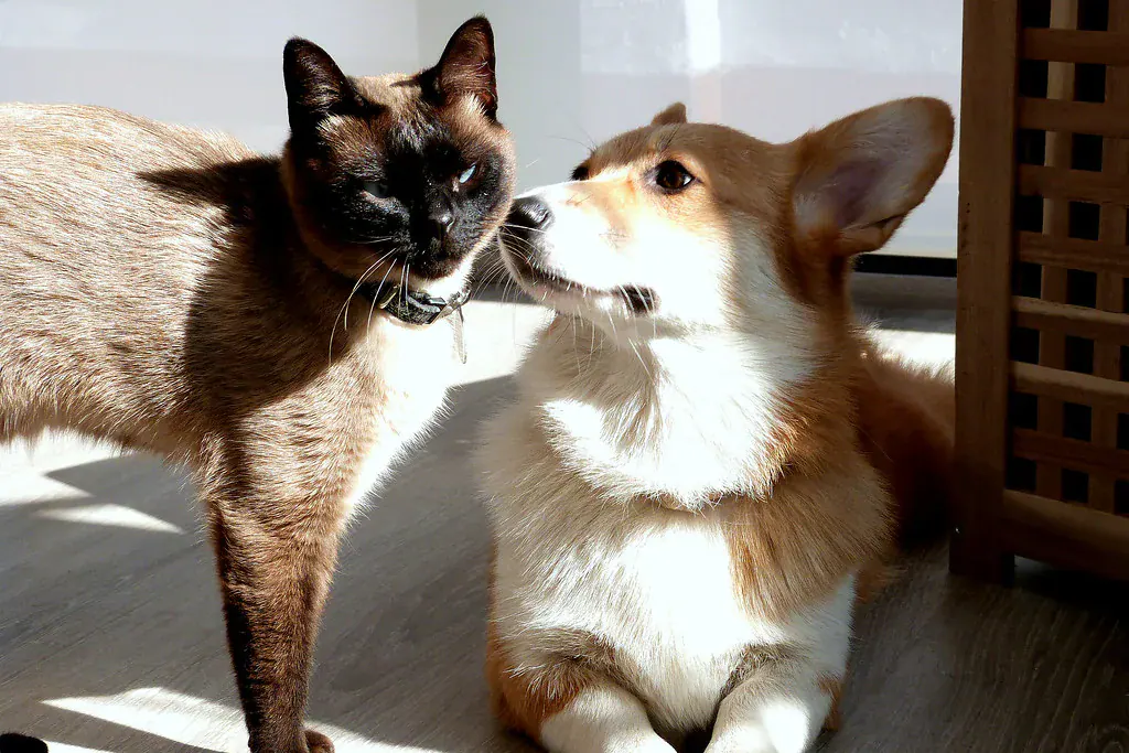 Gato siamês e cachorro corgi lado a lado, encostando o focinho