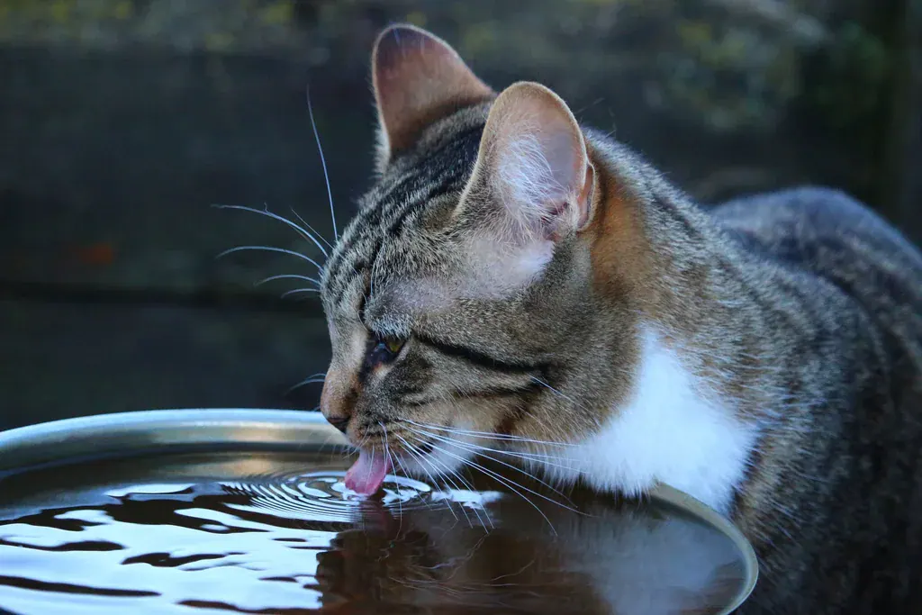 Gato malhado bebendo água de uma tigela de metal