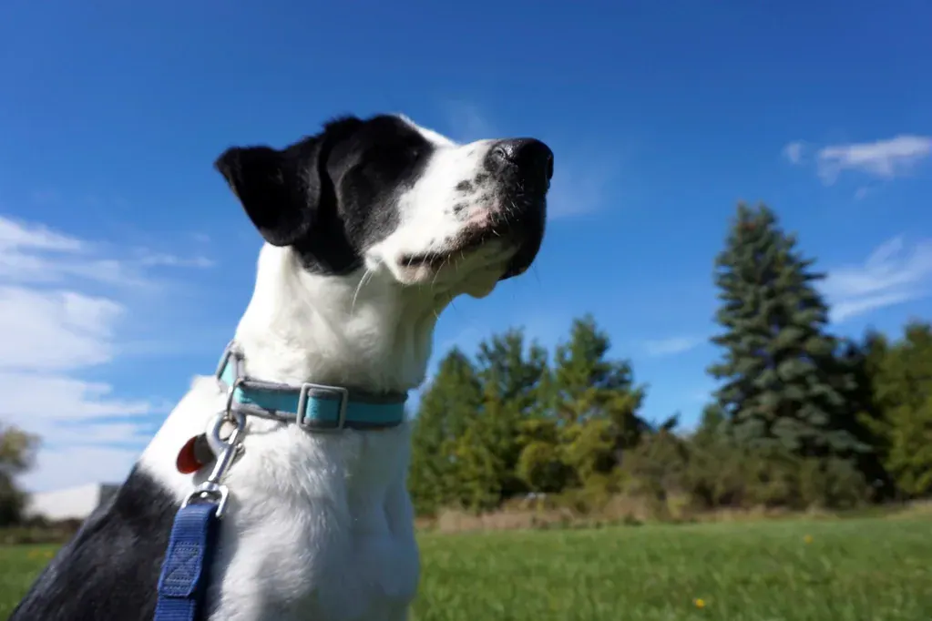 Cachorro preto e branco olhando para o céu azul num campo