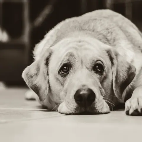 Cachorro idoso de pelo claro deitado no chão com o queixo apoiado nas patas