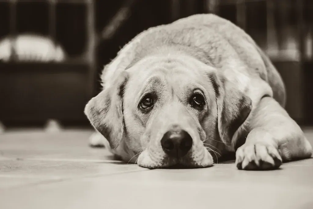 Cachorro idoso de pelo claro deitado no chão com o queixo apoiado nas patas