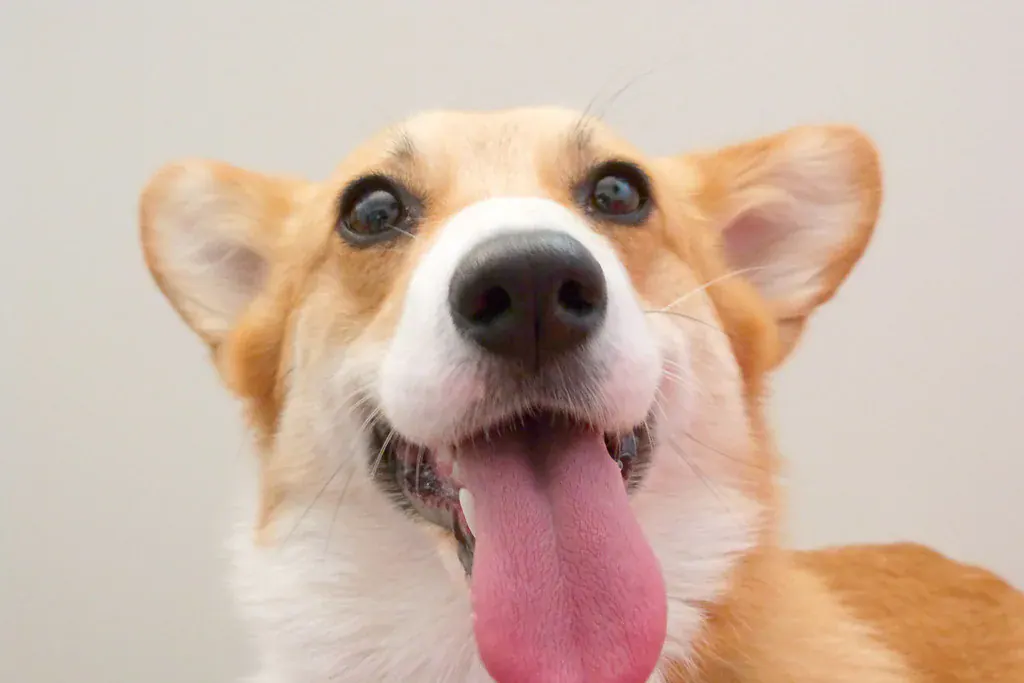 Corgi olhando para a câmera com a língua de fora
