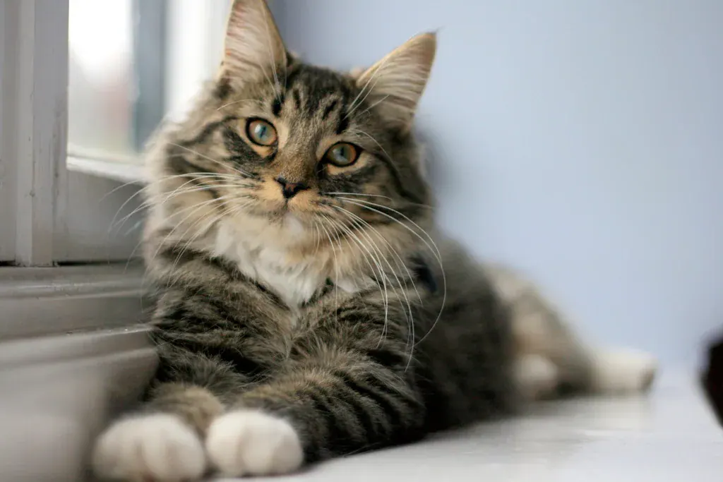 Gato malhado deitado no parapeito de uma janela, olhando para a câmera