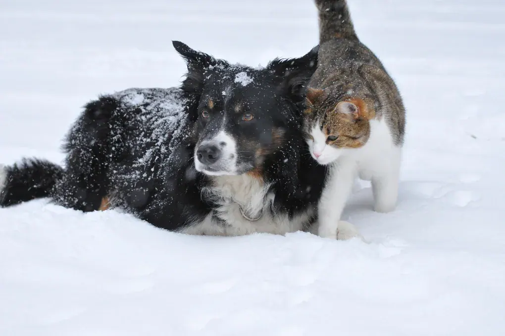 Cachorro preto e branco e gato malhado abraçados na neve