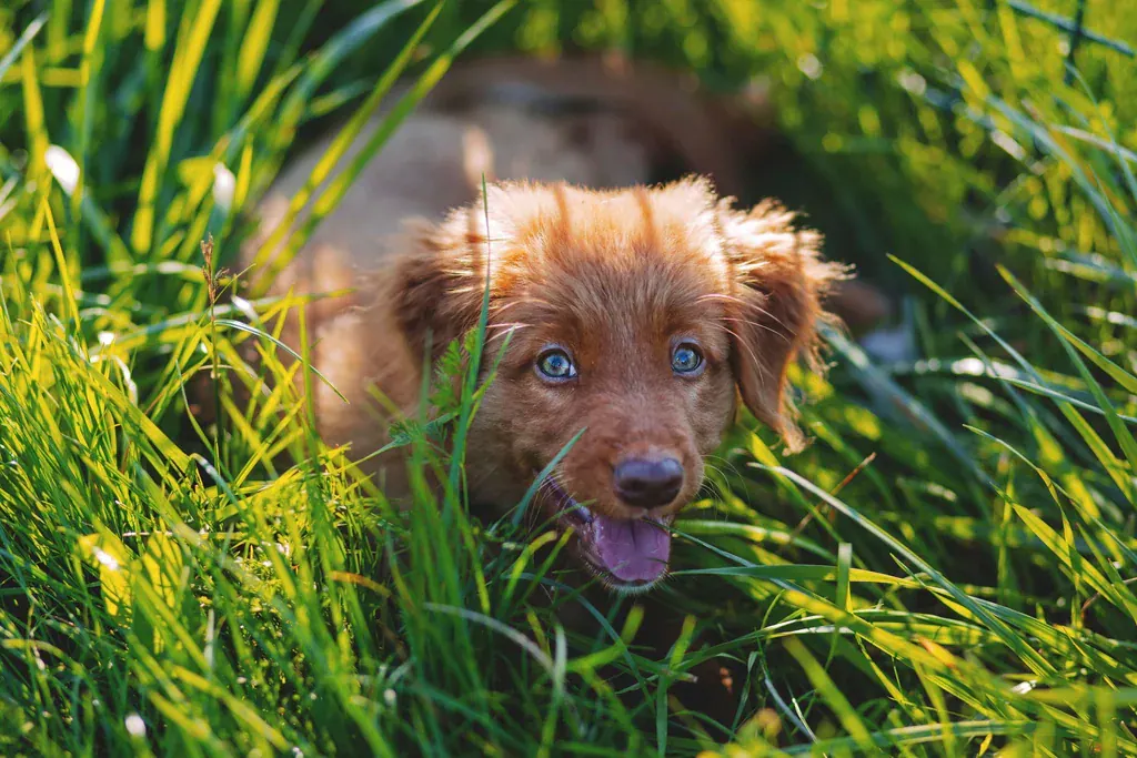 Cachorro de pelo avermelhado no meio do capim alto