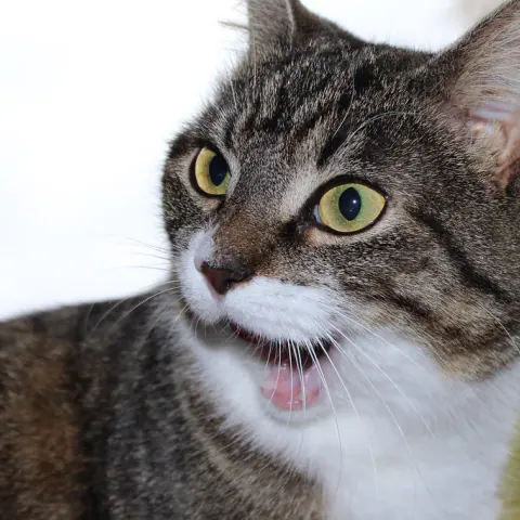 Gato malhado de peito branco miando, com olhos verdes arregalados