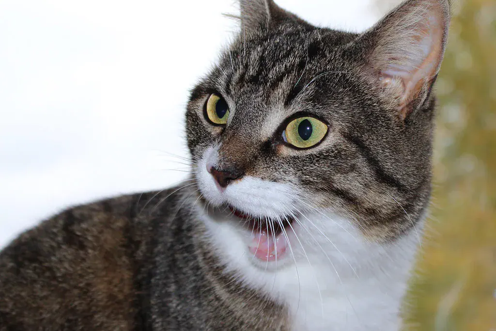 Gato malhado de peito branco miando, com olhos verdes arregalados