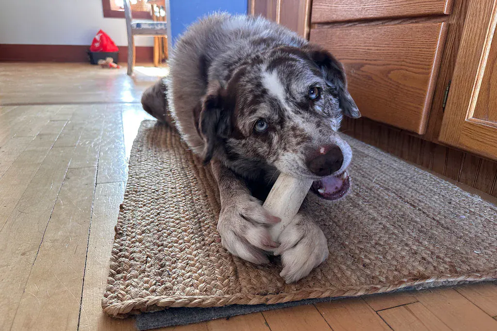 Cachorro idoso mordendo um osso de brinquedo deitado num tapete