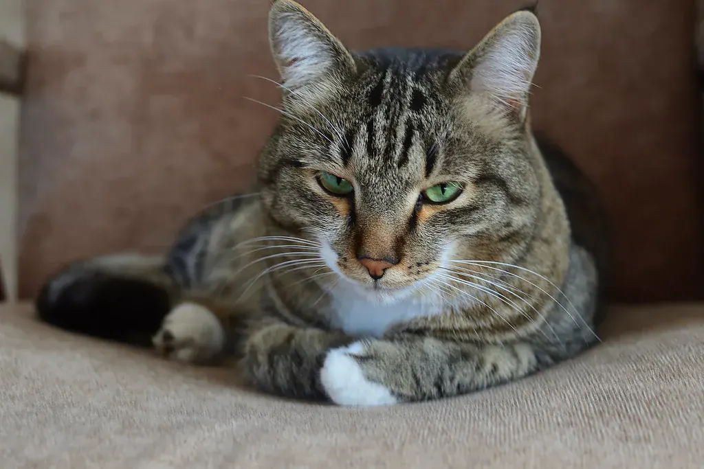 Gato rajado deitado tranquilo no sofá, olhando para a câmera
