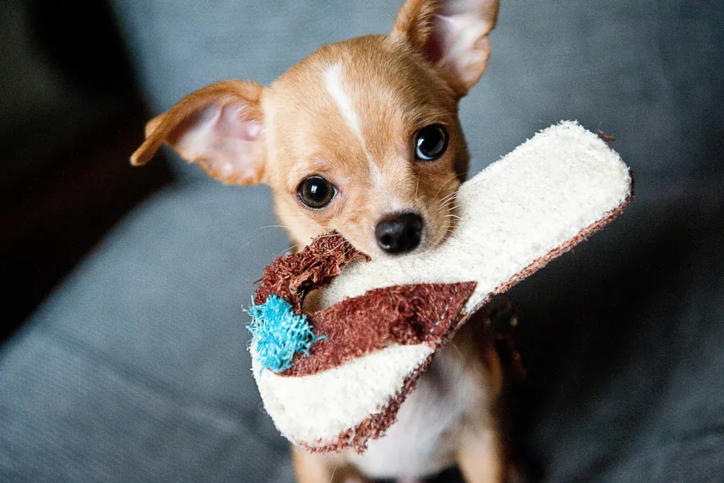 Filhote de chihuahua caramelo e branco segurando um chinelo felpudo na boca