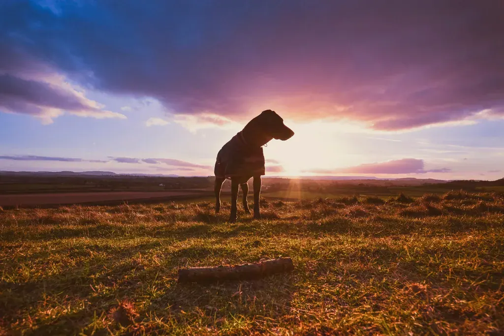 Silhueta de um cachorro num campo ao pôr do sol