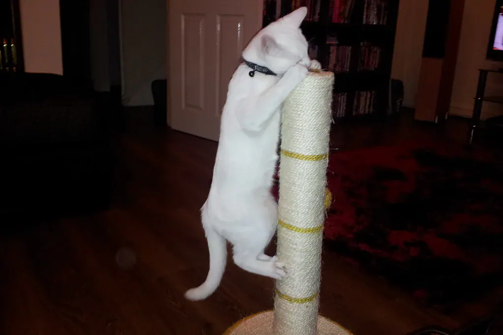 Gato branco em pé arranhando um poste de sisal dentro de casa