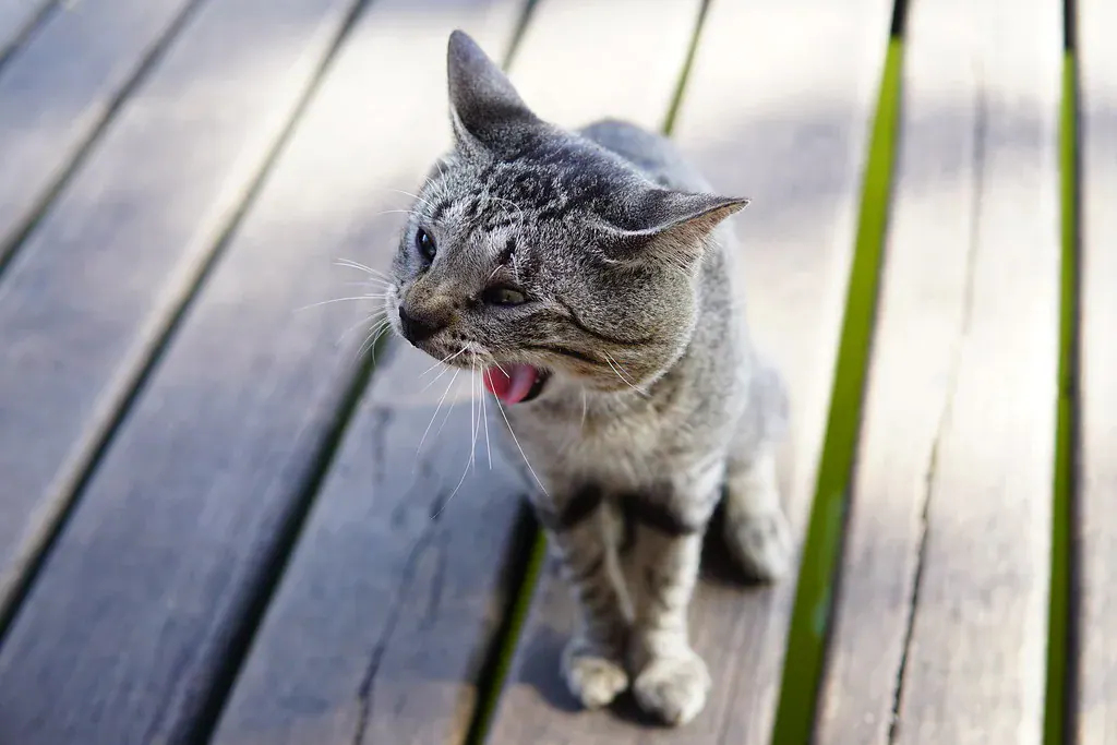 Gato cinza tigrado sentado num deck de madeira, de boca aberta, miando