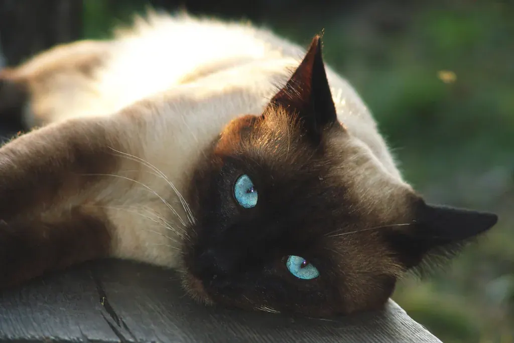 Gato siamês de olhos azuis deitado ao sol, olhando para a câmera