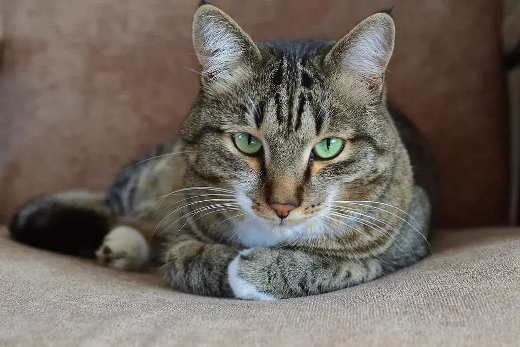 Gato malhado de olhos verdes deitado numa poltrona