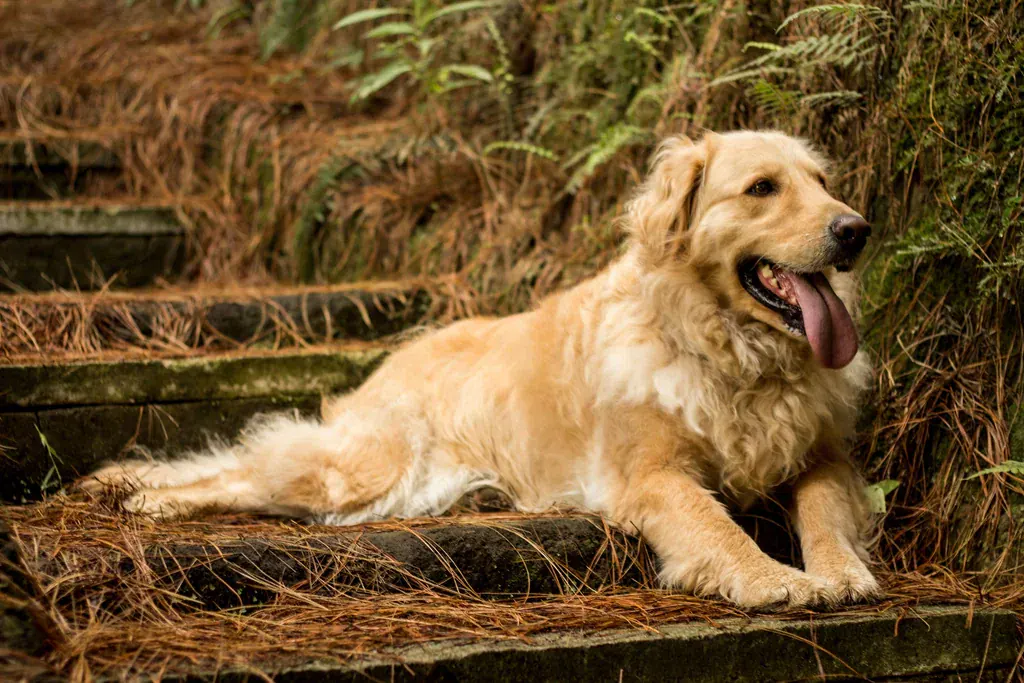 Golden retriever adulto deitado sobre folhas secas num degrau de pedra, com a língua de fora