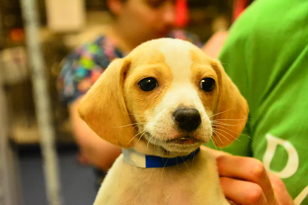 Filhote de cachorro caramelo e branco no colo, com coleira azul