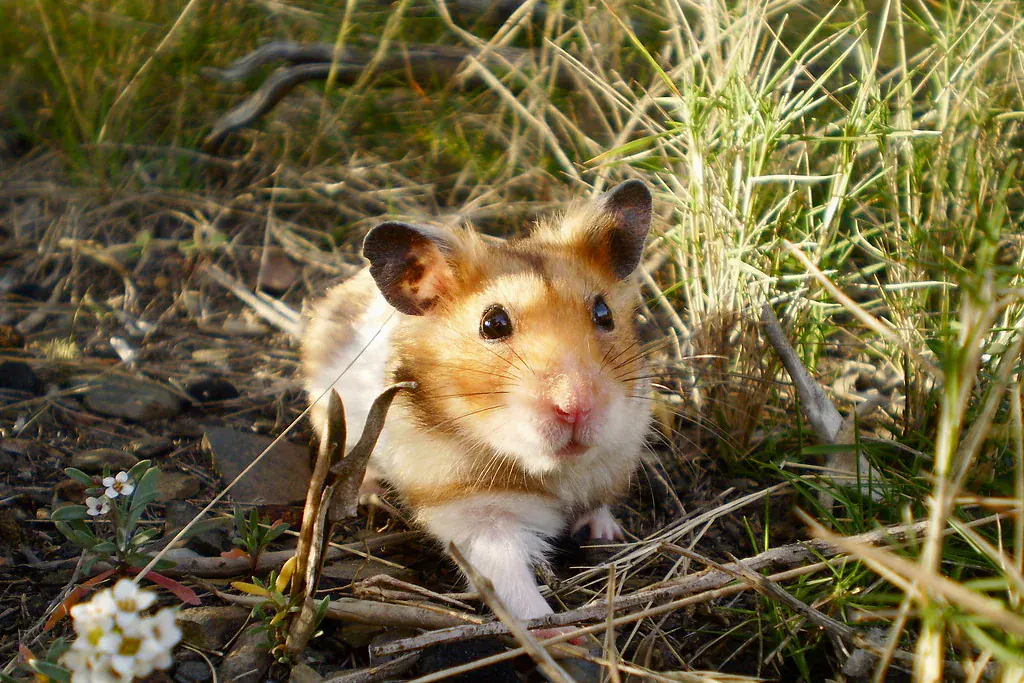 Hamster sírio dourado entre o capim, olhando para a câmera