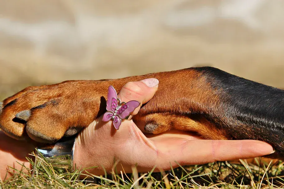 Pata de cachorro apoiada sobre a mão de uma pessoa na grama, com uma borboleta