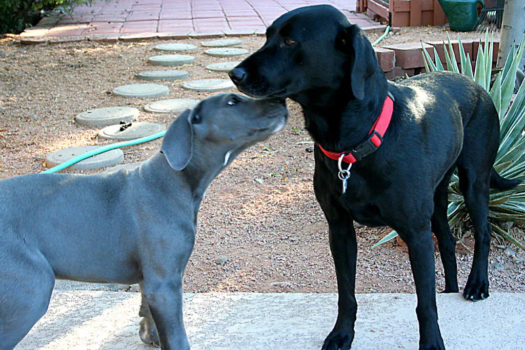 Cachorro adulto preto e filhote cinza se cheirando no quintal