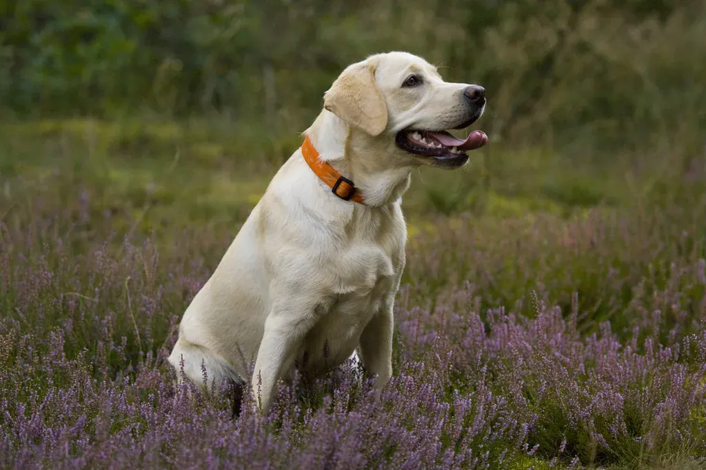 Labrador amarelo adulto sentado num campo de urzes floridas, com coleira laranja e a boca aberta