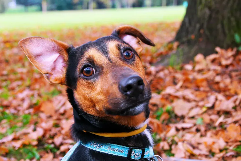 Cachorro preto e caramelo de orelhas grandes posando para a foto sobre folhas secas, olhando para a câmera