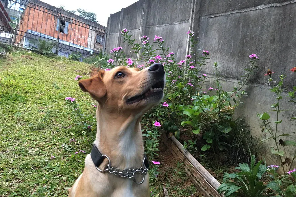 Cachorro caramelo sentado no jardim, olhando para o alto com atenção
