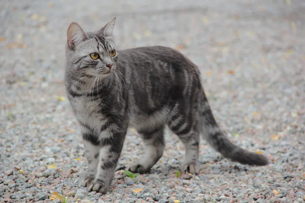 Gato cinza tigrado andando com o rabo erguido
